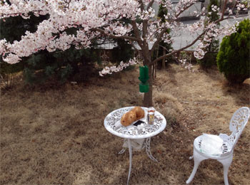 桜22.jpg