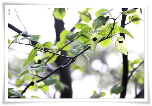 樹木公園-18 ハンカチノキ-2 15.4.22