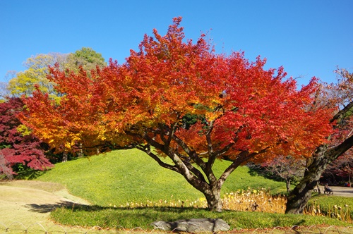 小石川後楽園