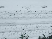 2014年の雪