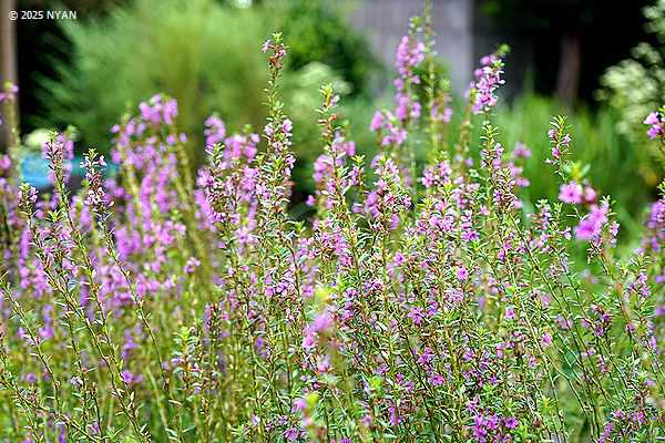 ミソハギ（禊萩、ミソハギ科）