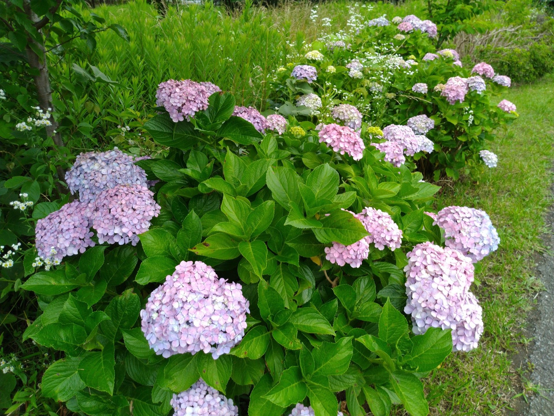 花見川の紫陽花 ｎｏｅｌの日記 楽天ブログ