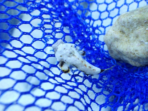 沖縄磯採集2015年11月下旬45　コウワンテグリ（Neosynchiropus ocellatus）の幼魚