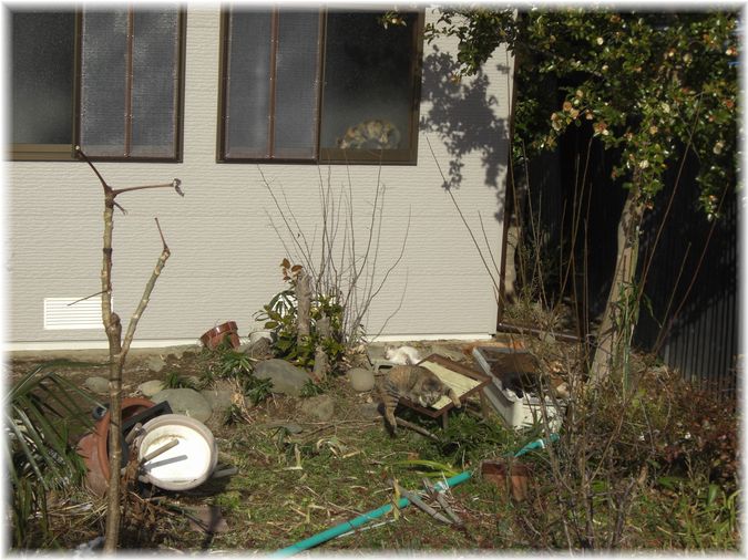 散歩道の猫たち