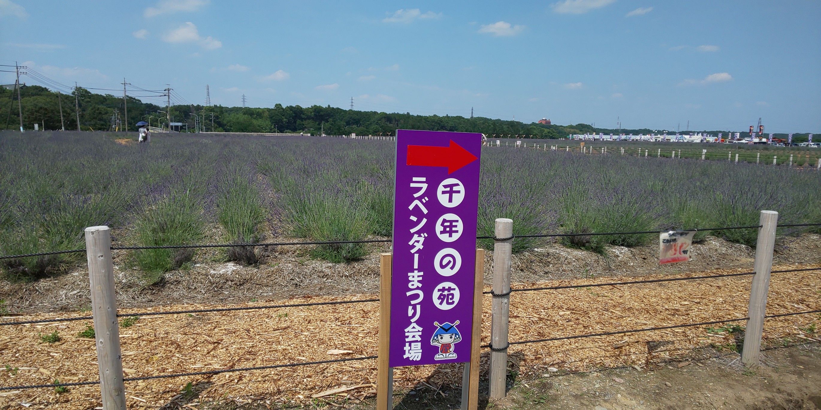 千年の苑ラベンダー園 その1 散歩に行こうか By ファダイパパ 楽天ブログ