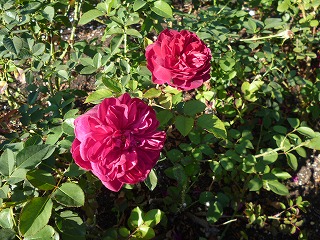 P1260369ss.jpg
