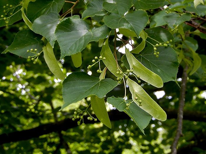 森林植物園訪問 百四十回目（6/6） その4 香りの丘の3 | ジュラのお散歩花日記 - 楽天ブログ