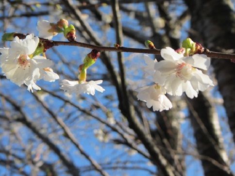 四季桜５.jpg