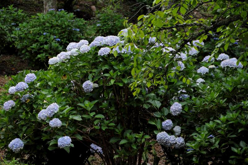 七曲りの紫陽花_04桜と紫陽花.jpg