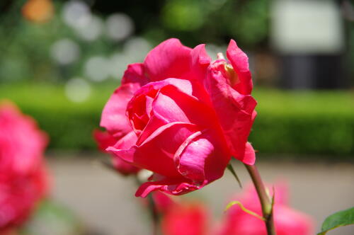 谷津バラ園のバラの花