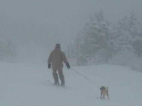 スキー場で犬の散歩 夏でもスキーを想う 楽天ブログ