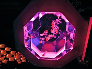 アートアクアリウム2