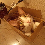 福ちゃんの新居２