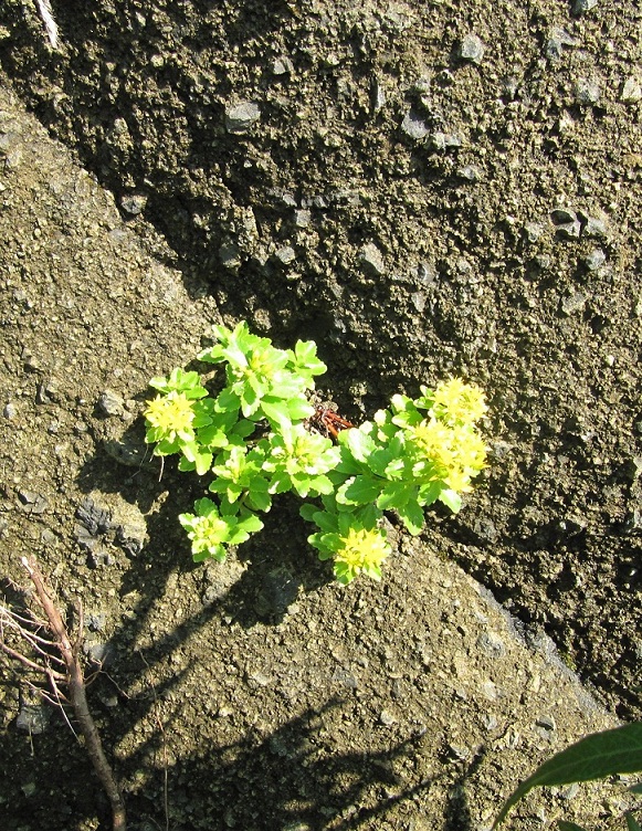 iwabenkei