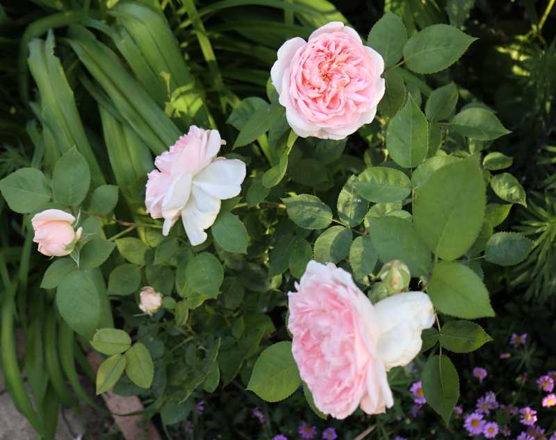 マサコ エグランタイン バラと可愛い花たち 楽天ブログ