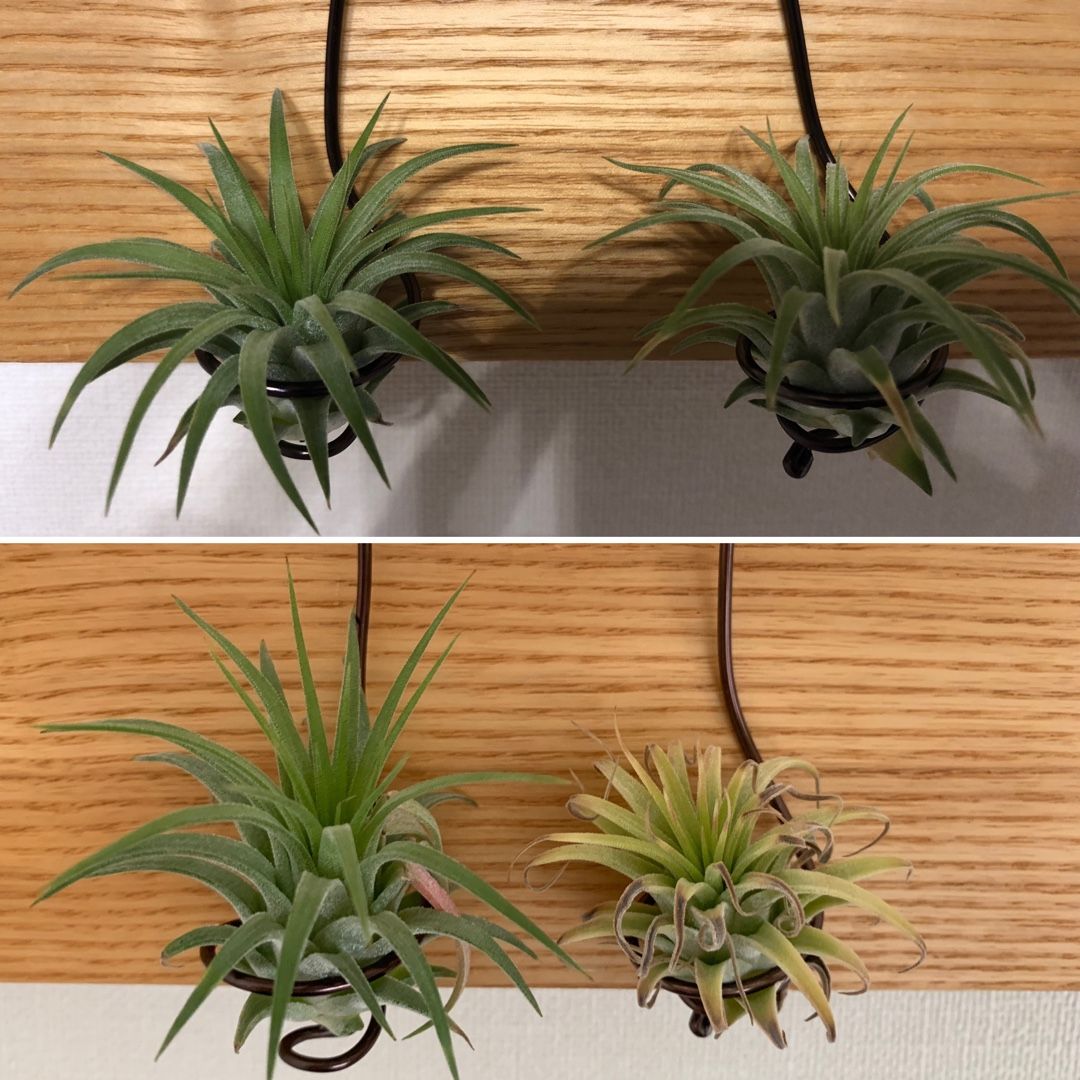 チランジア冬の野外管理チャレンジ 13週目 Tillandsia ティランジア チランジア エアプランツ エアープランツ 育成記録 楽天ブログ