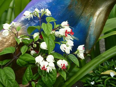 花２