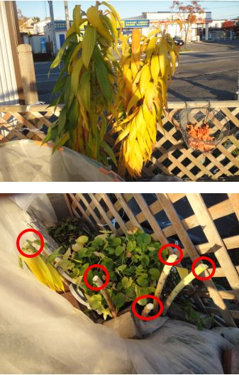 カサブランカの茎をカットしました。