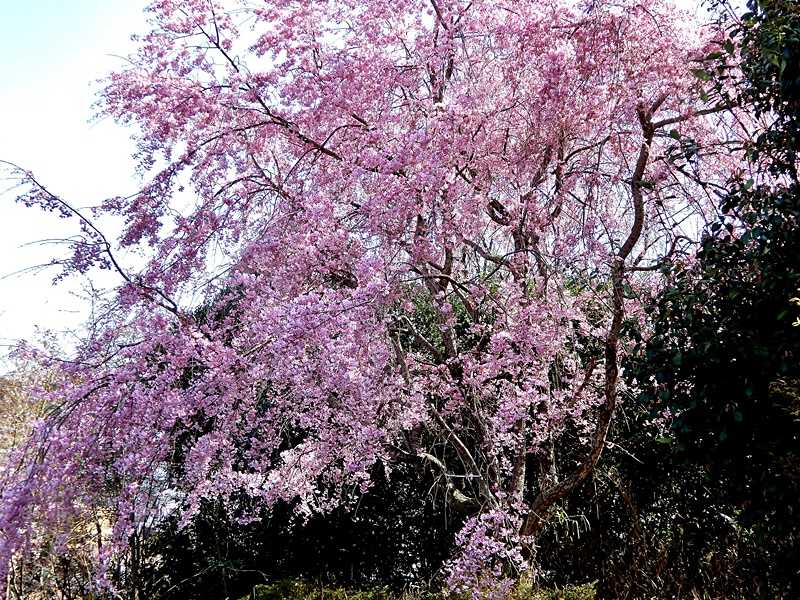 枝垂れ桜2