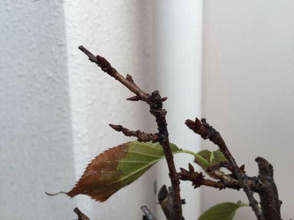 rblog-20161028093252-02.jpg