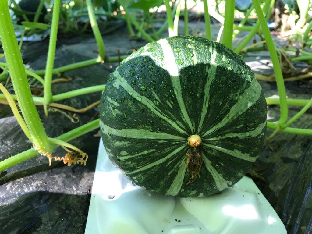 11ページ目の 野菜作り 植木屋の三代目をやってます村野園のブログです 楽天ブログ