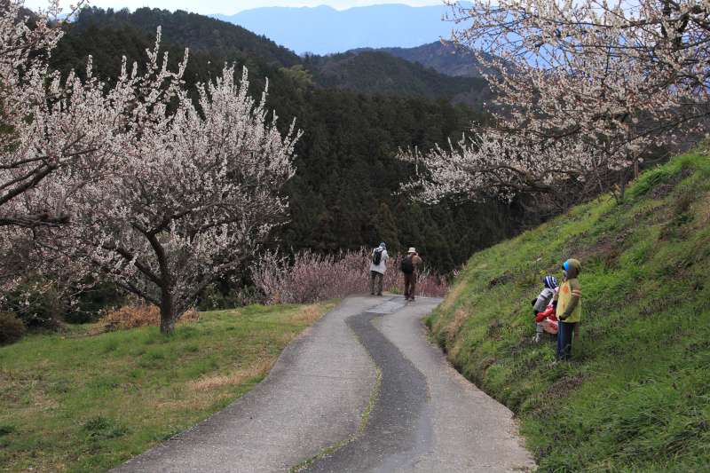 広橋梅林_003.jpg