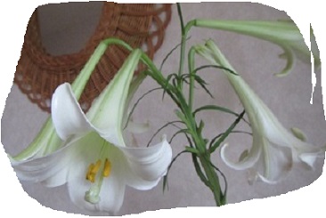 花６ユリ.jpg