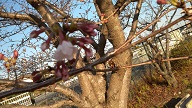 公園桜４