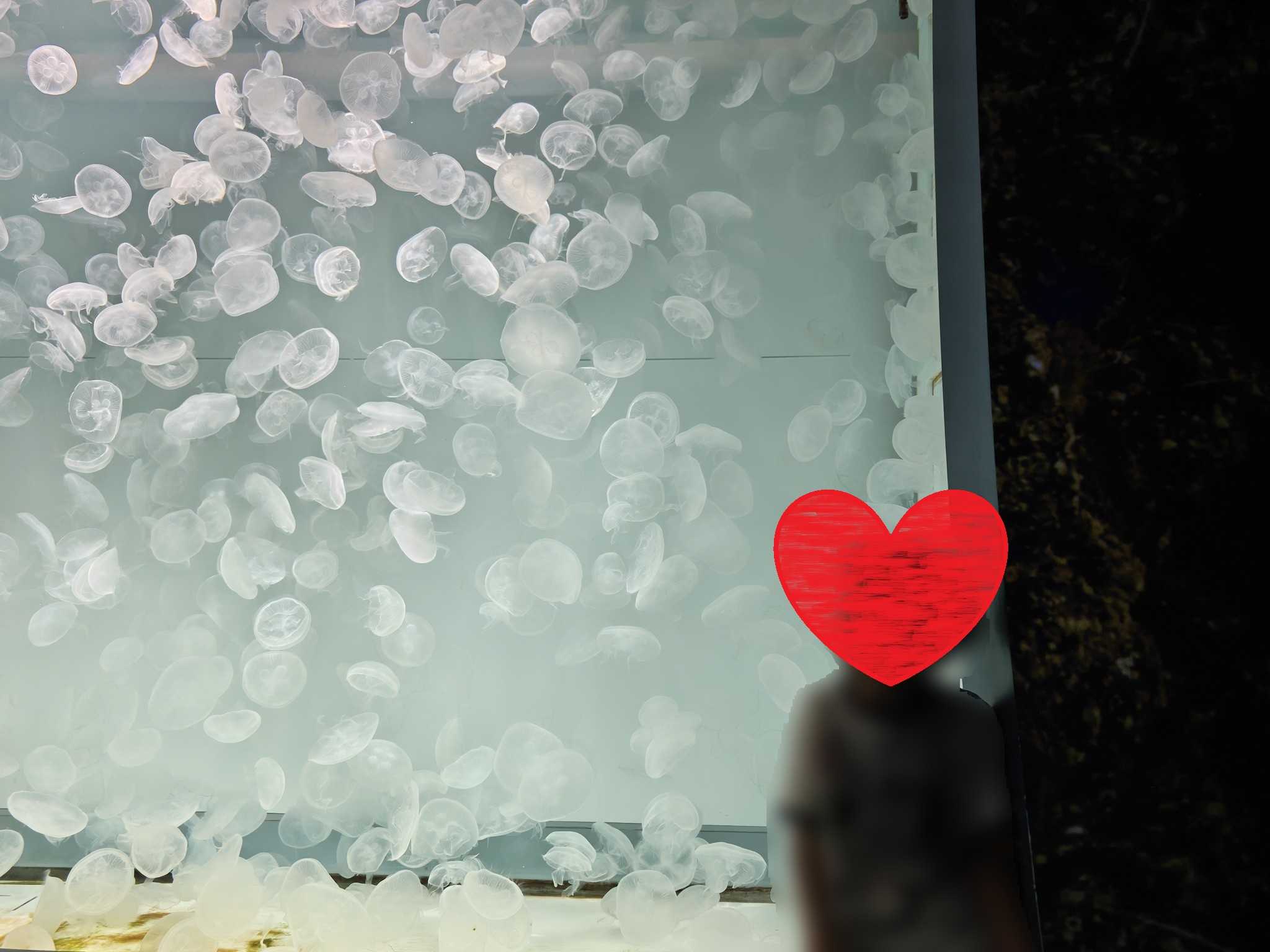 アクアワールド大洗　神秘の海ゾーンのクラゲ大水槽　くらげ365
