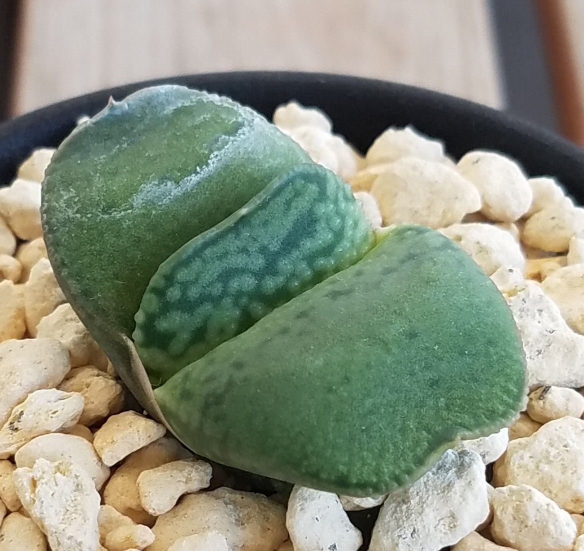 聖牛殿　ガステリア　多肉植物 ガステリア・白聖牛殿 - Collection : コレクション - NEO GREEN