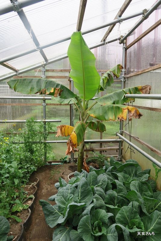 地植えバナナの越冬方法 田舎の楽園作り 楽天ブログ