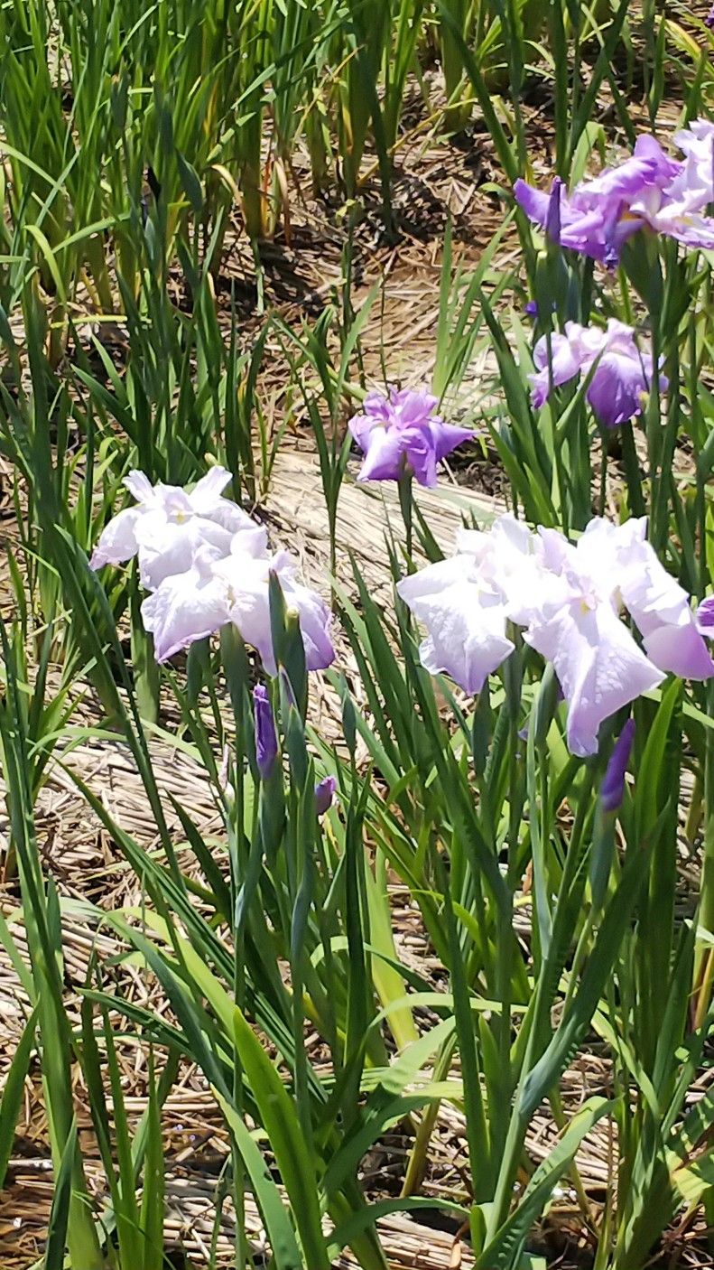 鶴舞公園の花菖蒲と紫陽花 茶屋ヶ坂公園の紫陽花 そしてフラリエ ｔｅａ ｇａｒｄｅｎ ちょっとひとりごと 楽天ブログ