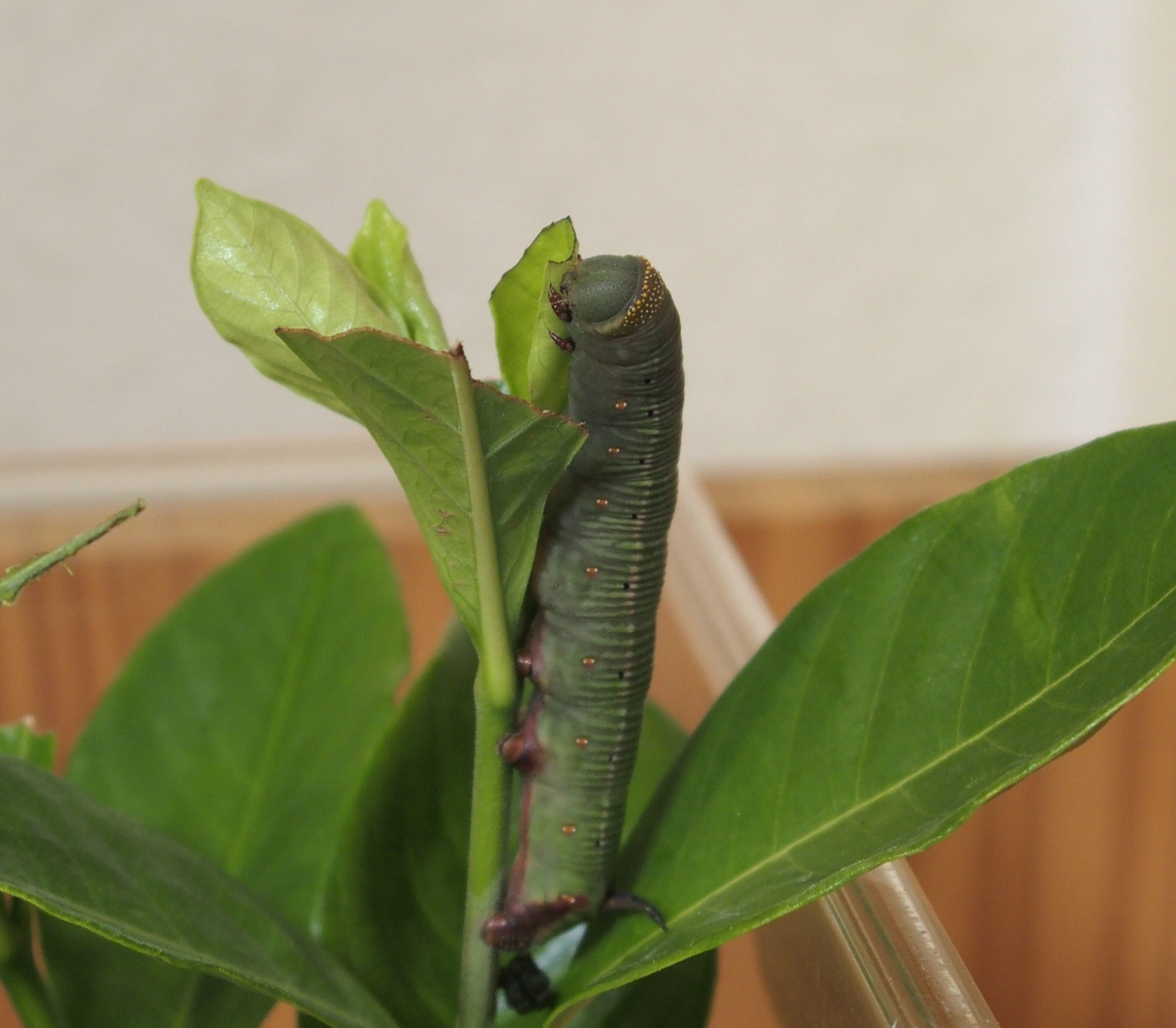 昆虫 の記事一覧 もりくまの単なる日記 楽天ブログ