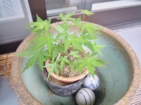DSCN9260 (280x210).jpg