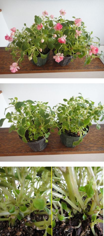 八重のインパチェンス「カリフォルニアローズフィエスタ　ピンクワッフル」