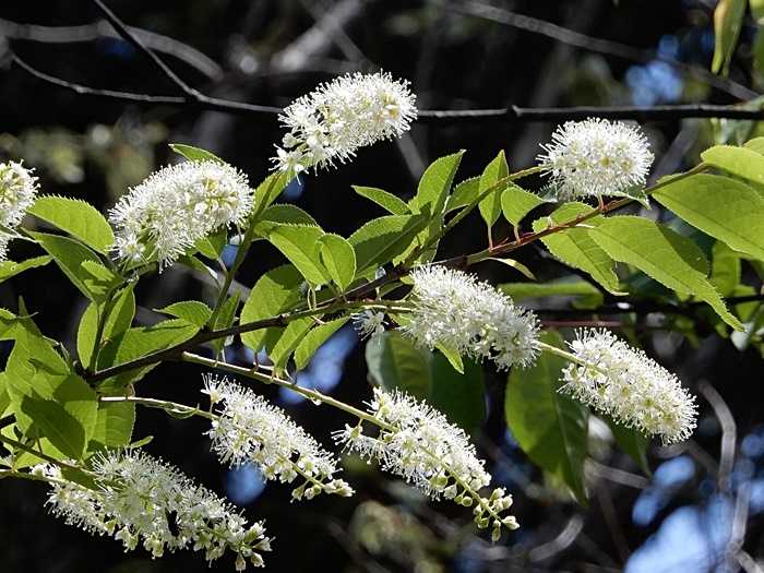 上溝桜5