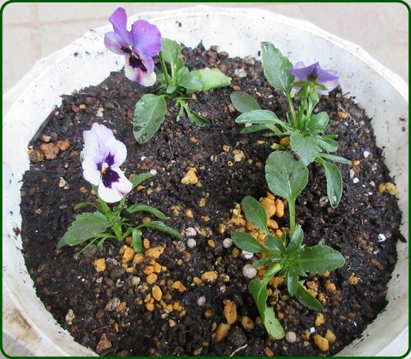 ビオラの挿し芽ができるよ 私好みのビオラの寄せ植えが美しい 狭い庭を花いっぱいにする育て方 楽天ブログ