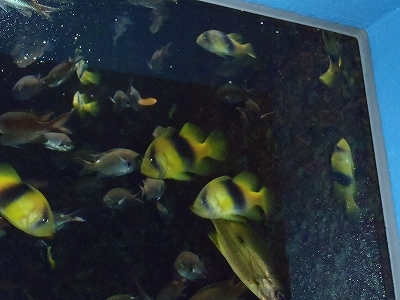 和歌山県立自然博物館2013年9月中旬14　キハッソク（Diploprion bifasciatum）
