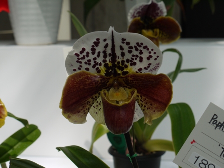ラン花１７