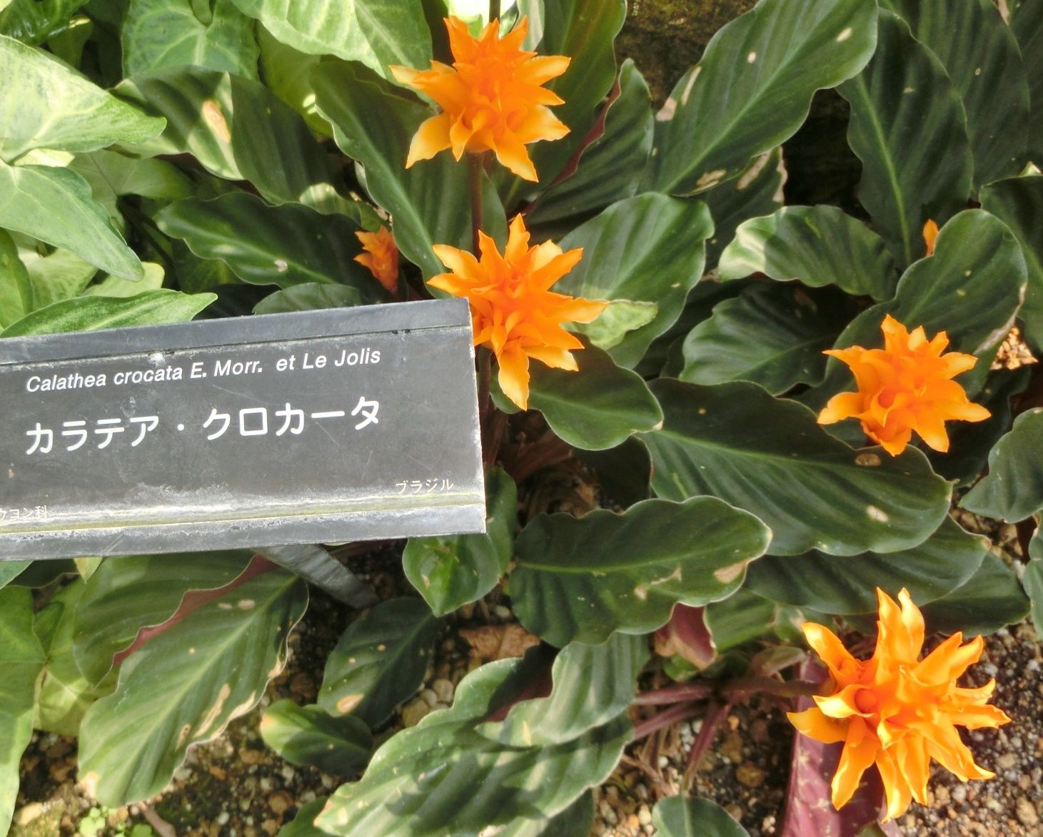 咲くやこの花館で見た カラテア グアリアンセ他 だい のひとりごと 楽天ブログ
