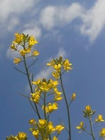 かわらのお花とお空