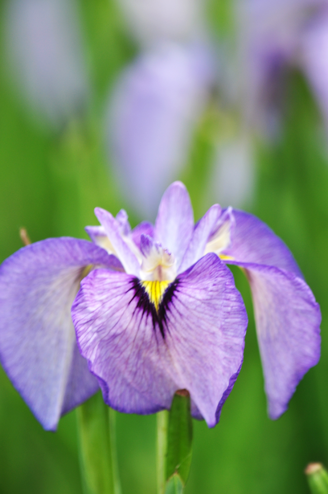 菖蒲６