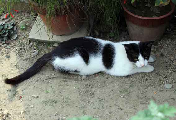 我が家のニャンコ♪2013/7/29-2