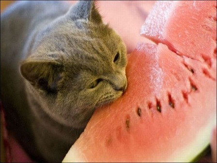 cat3