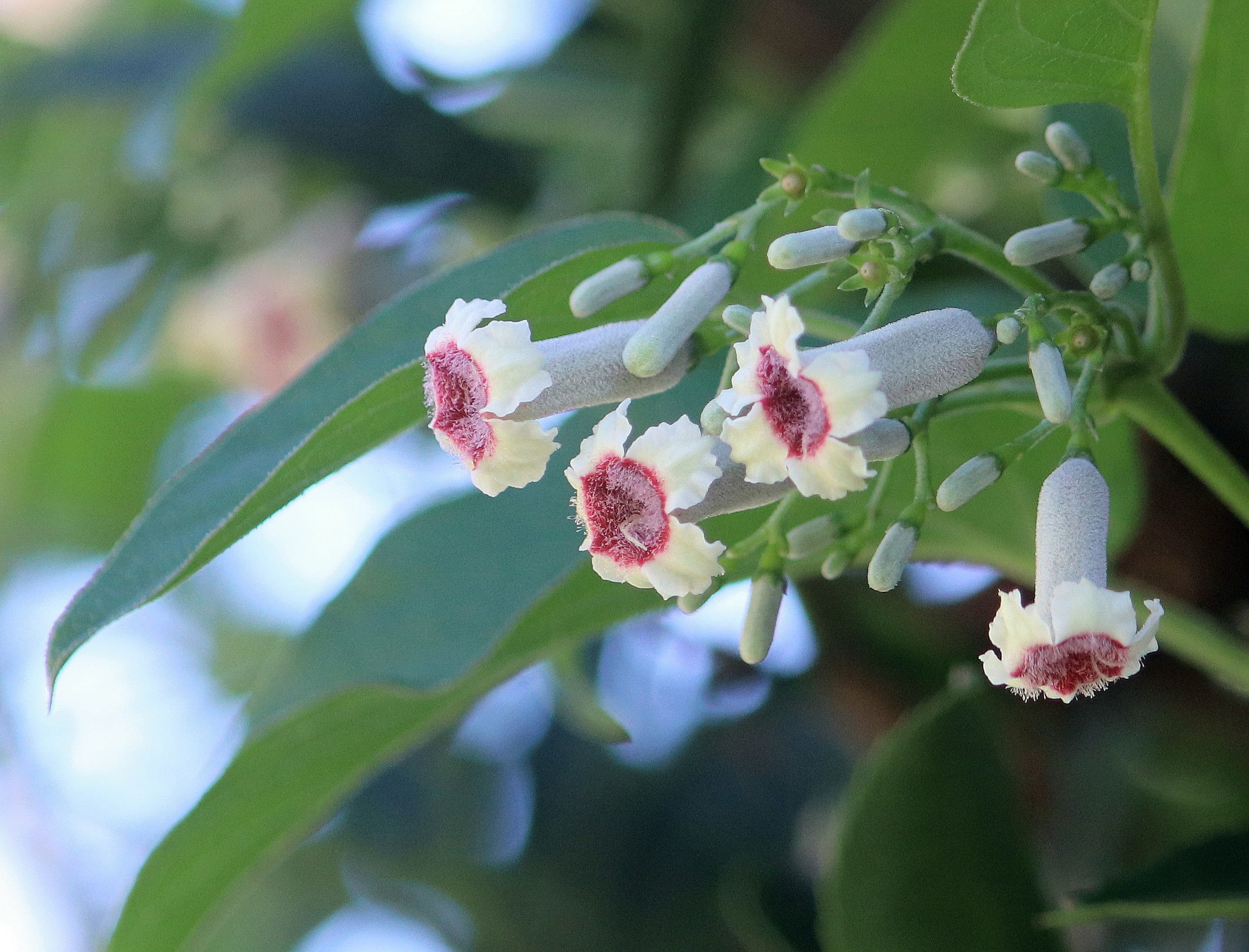 灸花あれが花ならこれも花 トミタメゾンの庭の歳時記 楽天ブログ