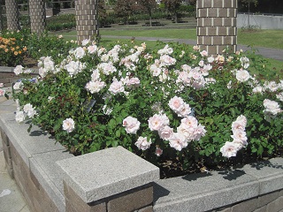 バラ早春