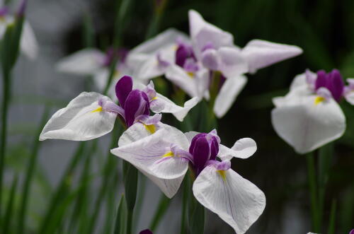 花菖蒲