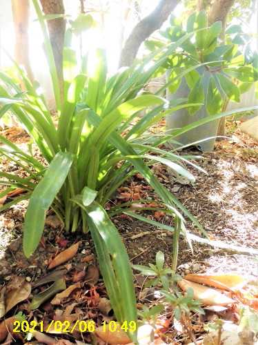 春のような陽気 芦畔苑の四季 楽天ブログ 春のような陽気 芦畔苑の四季 楽天ブログ