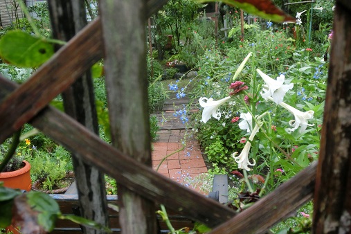 蚕棚からの小道