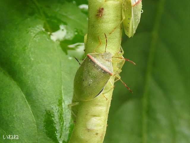 イチモンジカメムシ2022年7月28日